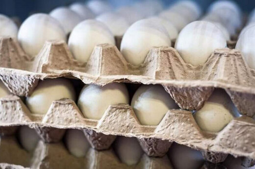 خرید و فروش شانه تخم مرغ در مشهد با شرایط فوق العاده
